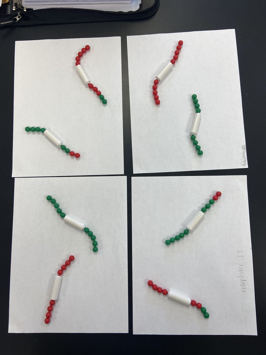 riesbergm's tweet photo. These are the final products of meiosis: 4 1N cells whose genetic material has been properly commingled to provide some solid variability💁🏻‍♀️💁🏻‍♀️ @UNKBiol106LH #106Week11LHF20 https://t.co/chh708aex8