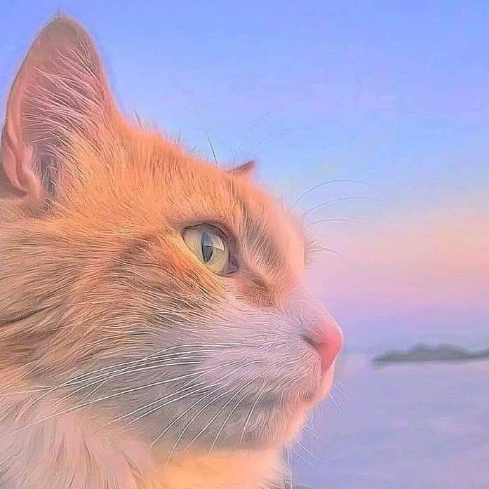 gyuwitchit's tweet photo. miau. https://t.co/ftvx5NuHSL