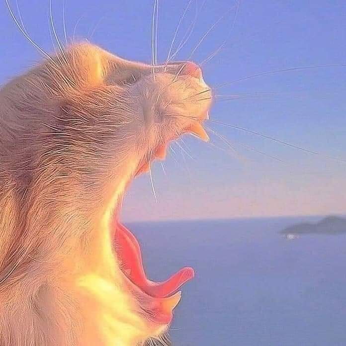 gyuwitchit's tweet photo. miau. https://t.co/ftvx5NuHSL