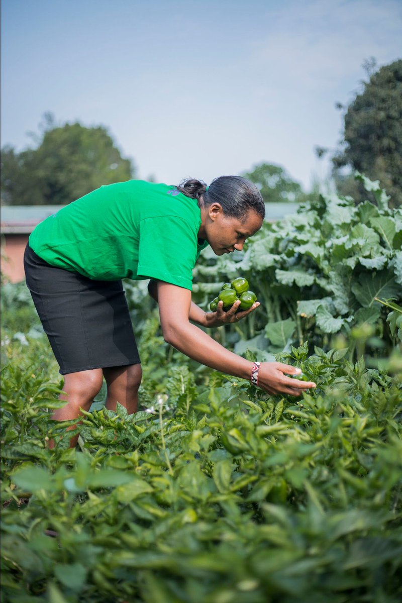 Thrive4Good's tweet image. The world is experiencing an increase in food insecurity caused by a variety of factors. Thrive’s role is to ensure that we bridge that gap by empowering communities to grow their own healthy and organic food.

#growinghealth
#organicfood
#foodinsecurity