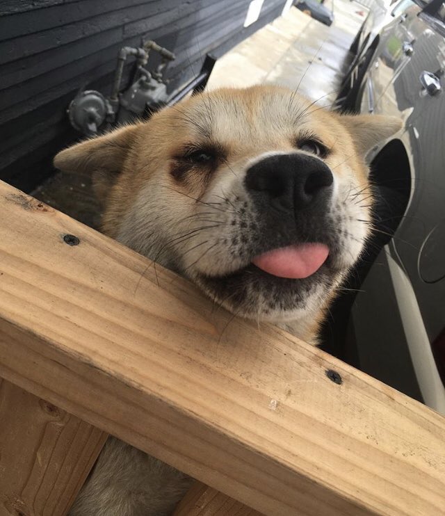 birdy_bxrd's tweet photo. @iGumdrop I like dogs 🐕 https://t.co/aQAu6lFVBd