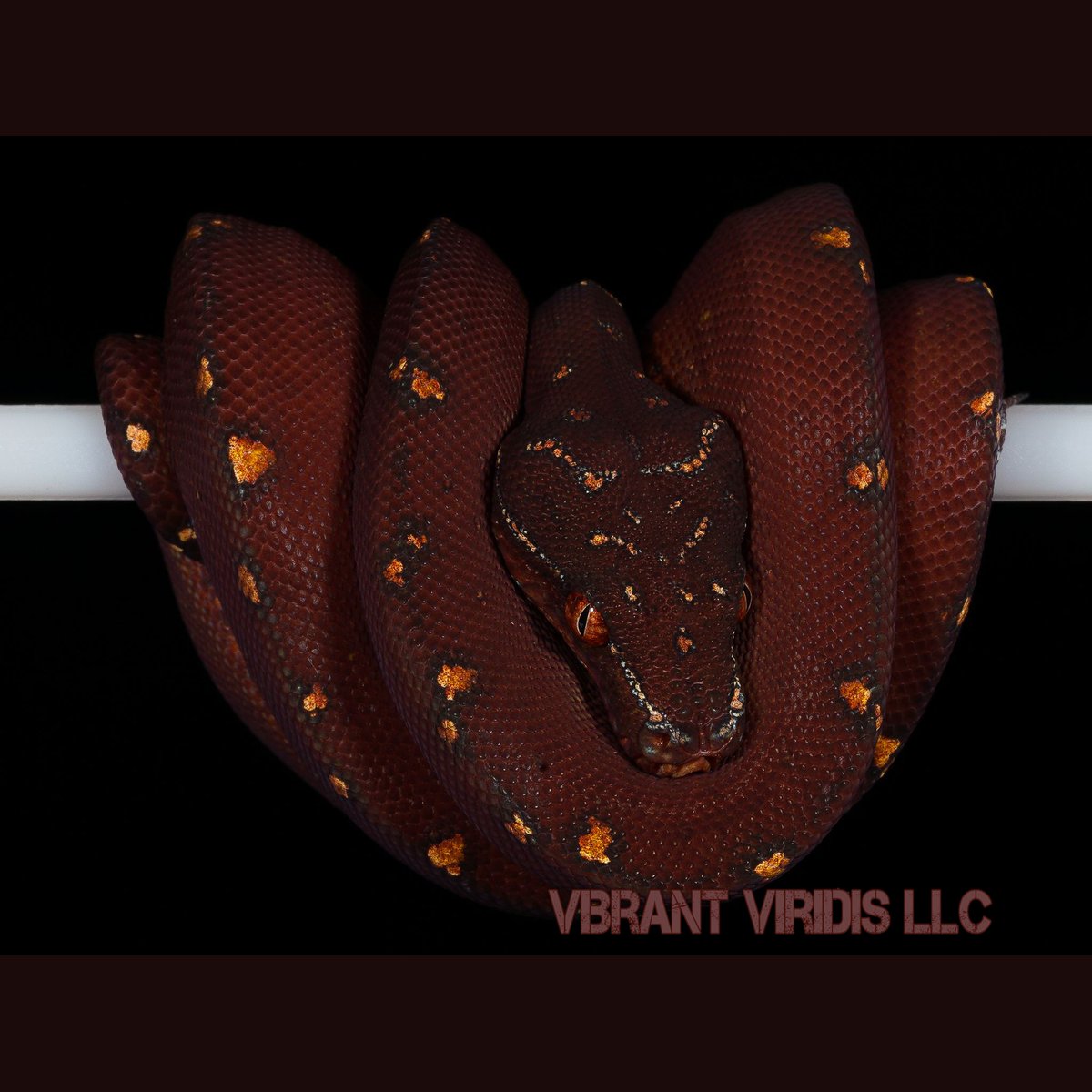 LivingArtReptil's tweet photo. Deep color! π Green Tree Python (Morelia Viridis). Photo: Vibrant Viridis, LLC. #snake #reptile #python #livingart #treepython #lareptile #lareptiles #arborealsnake #livingartreptile #livingartreptiles #MoreliaViridis #greentreepython https://t.co/QOAJ9AmSz4