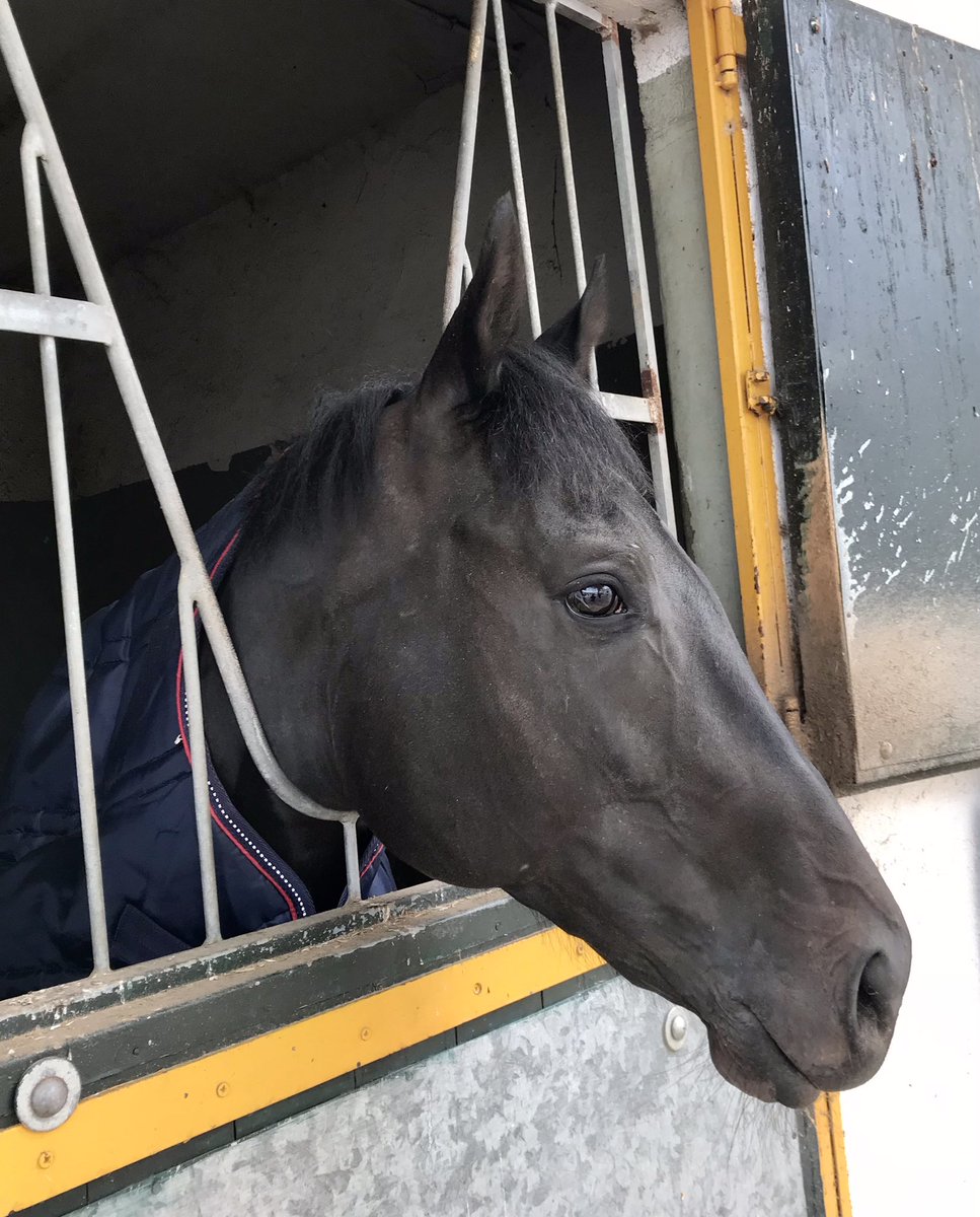 Bienvenido a casa, 𝐌𝐞𝐱𝐢𝐜𝐨 𝐂𝐢𝐭𝐲 (No Nay Never). Sano y salvo. 😍

#YeguadaRocío