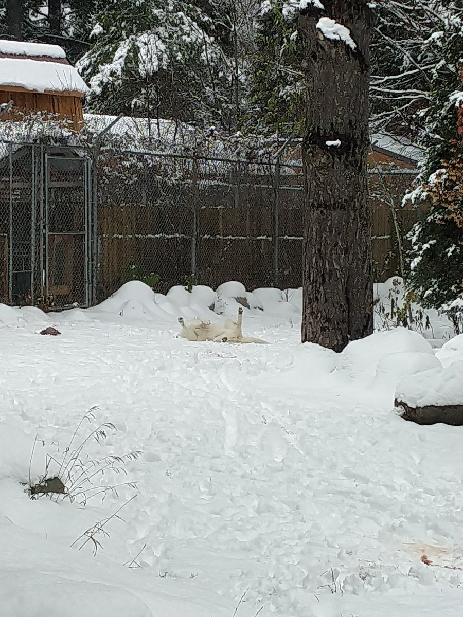 creature_keller's tweet photo. I'm still alive! I am currently an educator intern at the International Wolf Center in Ely, MN! I've long admired the work of the IWC so it's a great honor to be here. To celebrate, here's Grayson scent rolling and looking like a proper goofball https://t.co/damcKSDWPU