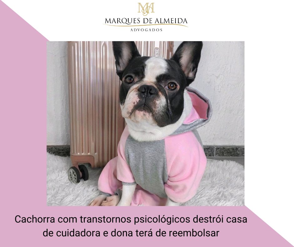 AdvmaAdv's tweet photo. #danomaterial
Cachorra com transtornos psicológicos destrói casa de cuidadora e dona terá de reembolsar
Em razão de chuvas intensas, a cadela teve mais de três surtos nos quais quebrou objetos e derrubou estantes
https://t.co/QesL5Dcmrj https://t.co/0aq8xKHS8q