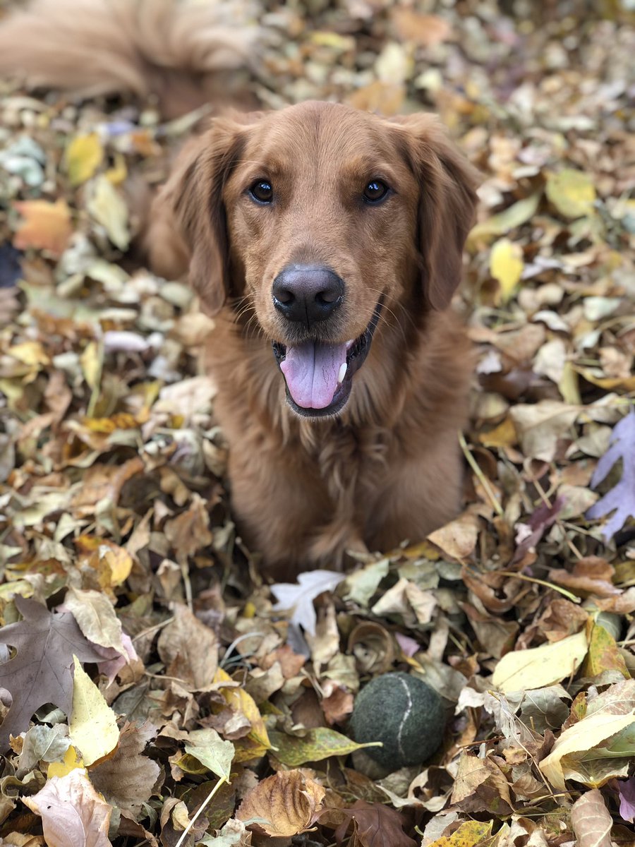 lisahowes tweet media