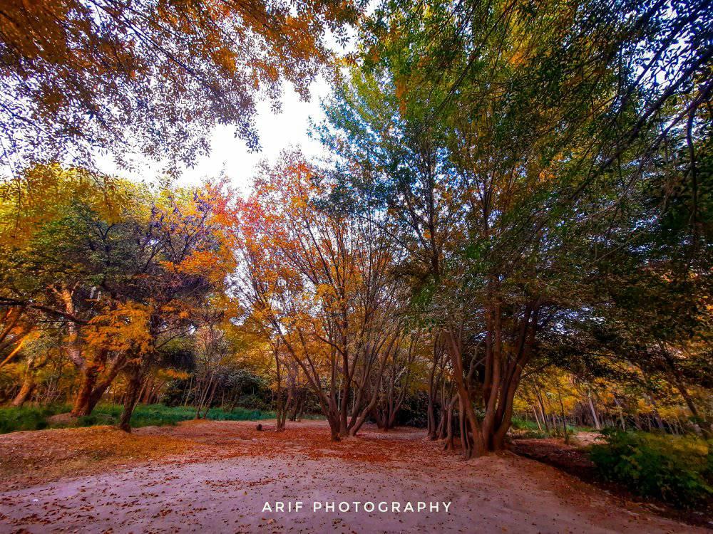 afghanistan1919's tweet photo. اینجا نه جنگل آمازون است، نه جنگل ماداگاسکار!
اینجا منطقه و جنگل زیبا در ولایت/استان همیشه سبز و خرم #هلمند وطن ماست.
#Halmand #Lashkarga #Afghanistan https://t.co/JghNkIt6F3