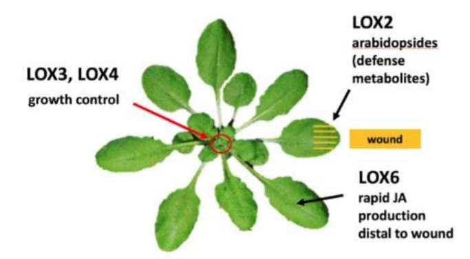 PlantPhys's tweet photo. NEWS & VIEWS: To Grow or Not to Grow: Specific Lipoxygenases Control Wound-Induced Growth Restriction #Ethylene #Jasmonates #LeafGrowth #Phloem #PlantBiology #PlantSci https://t.co/OdMFuPdAqE https://t.co/pf0iuCbc8g