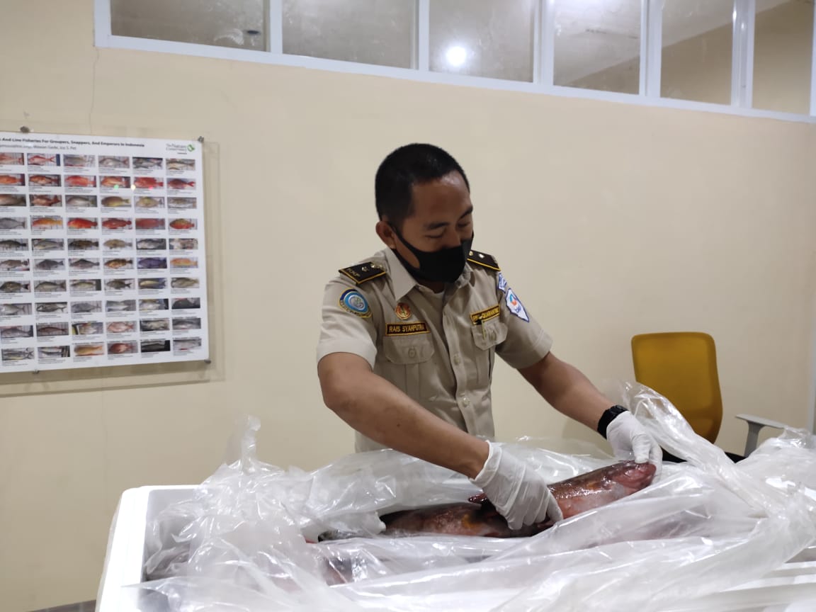 BPPMHKPMakassar's tweet photo. 04/11 23:39 Pemeriksaan fisik kebenaran jenis dan jumlah terhadap lalulintas ekspor tujuan Singapore berupa Fresh Grouper fish 210kg, King Fish Mackerel 330 kg 18 Koli 
di TPFI BBKIPM Makassar #OneHealthKIPM
@rinajanwar2201 
@idjahChadidjah
@HumasBKIPM https://t.co/uwFe5I9fVG