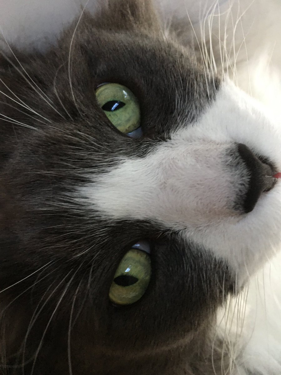 LisaWallig's tweet photo. Extra helpings of the Smart Alex the Cat “comfort floof parade” will be here for you, all week. You’re welcome.

#catsofinstagram #CatsOfTwitter #catparade #extrafloofy https://t.co/C9PygE7Sh0