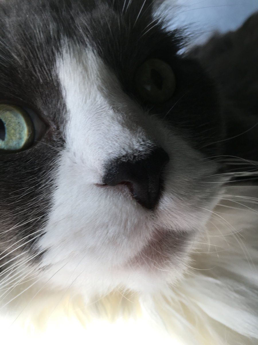 LisaWallig's tweet photo. Extra helpings of the Smart Alex the Cat “comfort floof parade” will be here for you, all week. You’re welcome.

#catsofinstagram #CatsOfTwitter #catparade #extrafloofy https://t.co/C9PygE7Sh0
