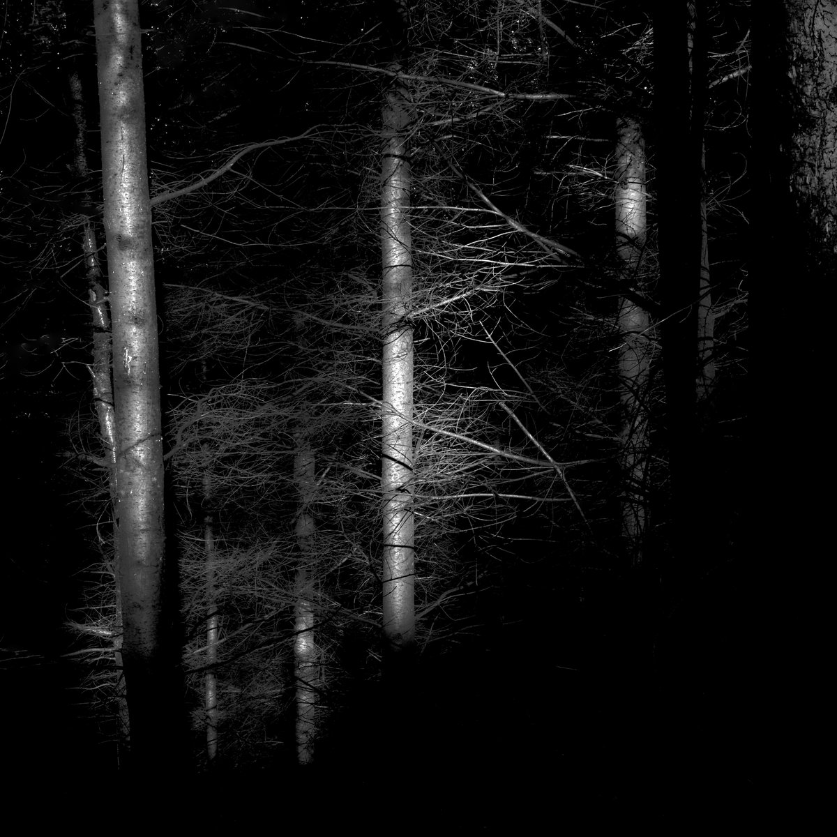ExeSmokehouse's tweet photo. @dartmoorcollect @M_Z_Harrison The last one from me (promise). Fingle Woods today. #stubbornlightcomp . 

@ThePhotoHour @LensAreLive @WoodlandTrust @WestcountryWide https://t.co/8LhUYVTu5M