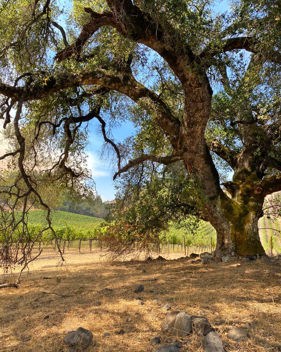 One of our favorite oaks on the Estate.  This tree just begs to have a picnic under it, don't you think?

#picnic #picnicbasket #heyabooboo #notrevueestate #shadyoaks #oldoaktree #healdsburg #windsorcalifornia #vineyardviews #dreamy