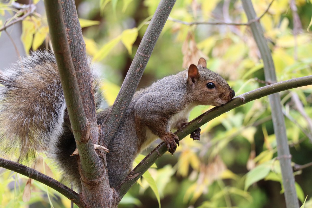 ElyssePoetis's tweet photo. Sweet tree sap. Canadian squirrels lick the trees many times a day. Liquid glucose, good source of energy - So yummy 🐿️🌿
© p. Elysse Poetis #ElyssePoetis #MEmrich #Author #Poet #Photographer #LoveNature #Animals #Squirrels #FunnyAnimals #CityAnimals #CanadianSquirrels #Canada🇨🇦 https://t.co/oNDy4n49OR