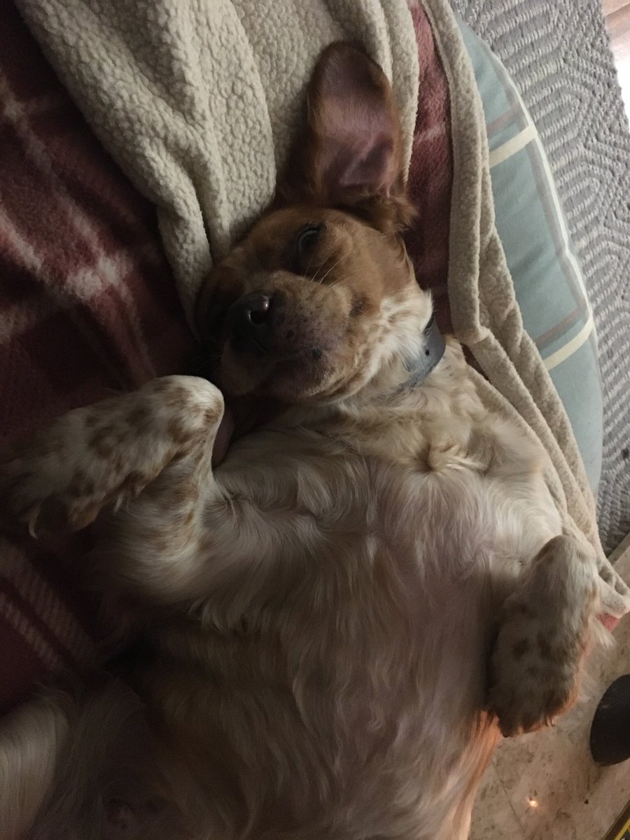 Elizabeth Wiley tweet media