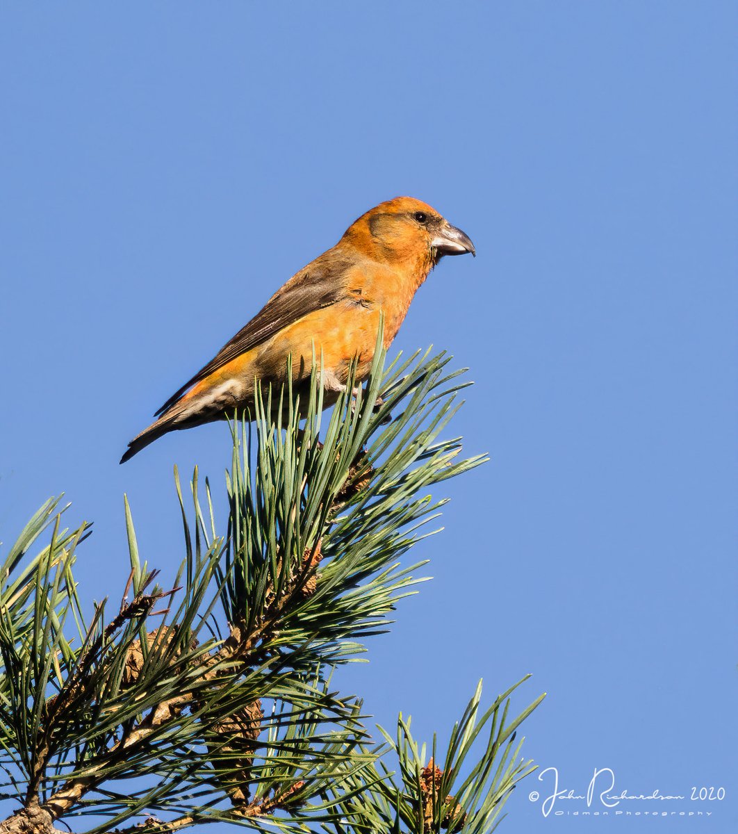 oldman65Suffolk's tweet image. Crossbill (male)
Upper Hollesley Common
04/11/2020
Olympus EM1X + Olympus 300mm f/4 + 2 X extender
f/8 ISO 400 1/640 sec
#OlympusUK