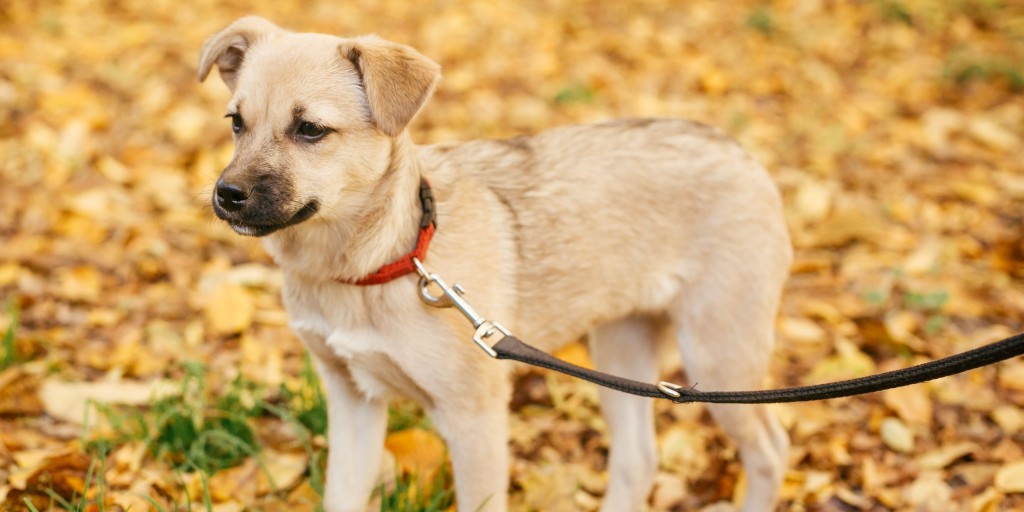 24petwatch's tweet photo. Did you know some types of mushrooms can cause your dog harm? Be vigilant on #walks to prevent your pet from ingesting something they shouldn't! 🍄 #PetSafety https://t.co/6NFxwSnqc4