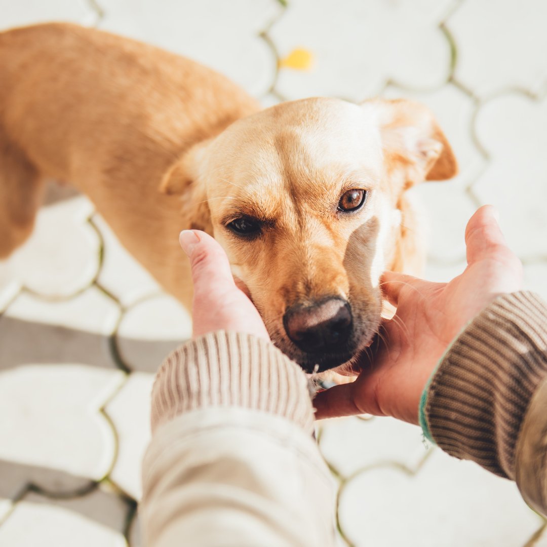 Shed Defender tweet media