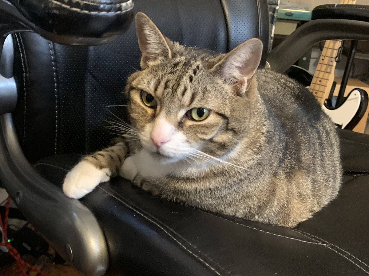 WinslowIsACat's tweet photo. WINSLOW FOR CAT PRESIDENT https://t.co/vwCBFGdSbY