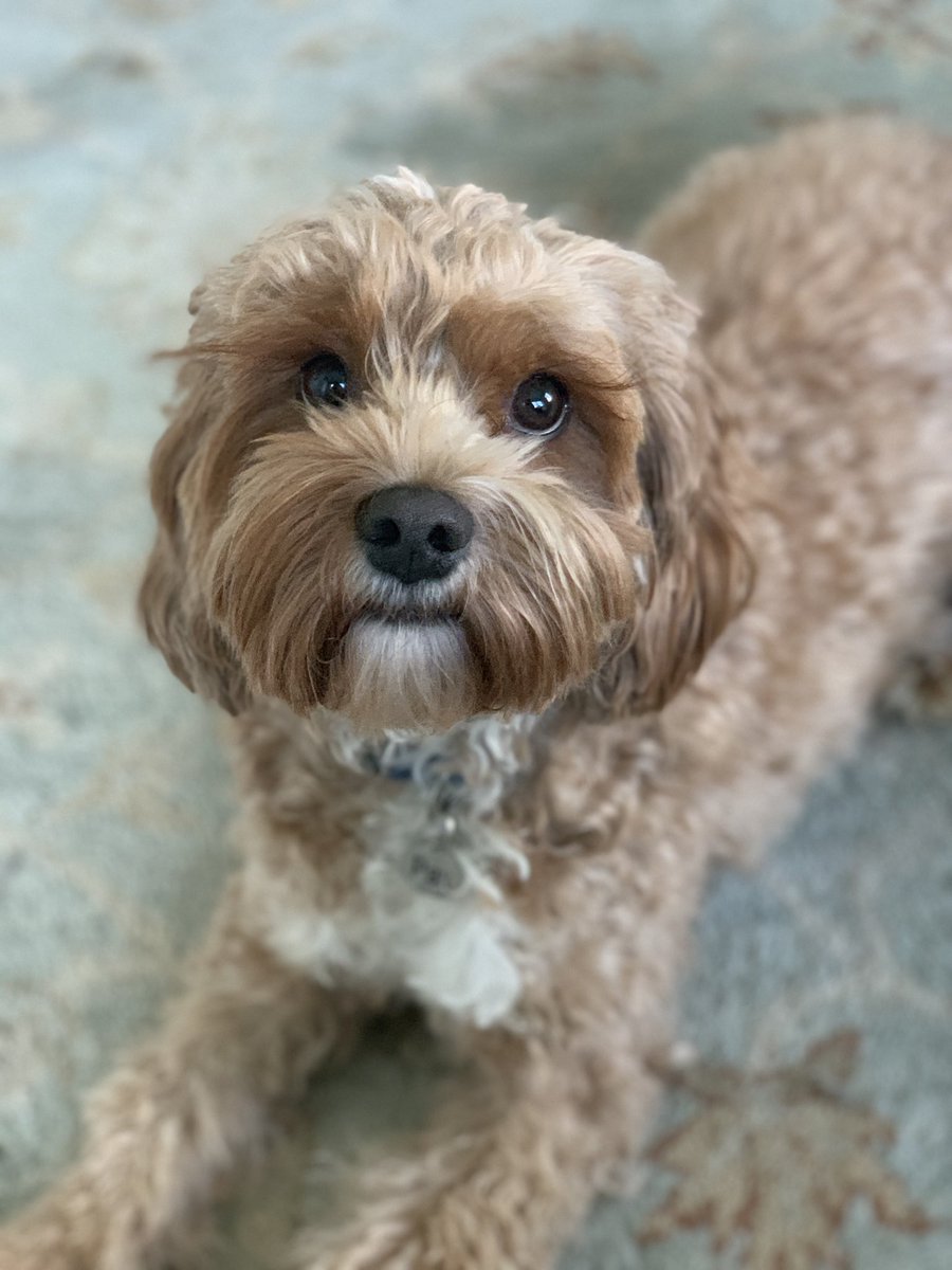 superkate's tweet photo. You deserve a cute puppy today. We’re going to get through this. https://t.co/qmIE5xKiSG