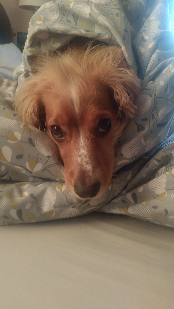 AmyRiceman's tweet photo. @Battersea_ Margot all wrapped up snuggly warm https://t.co/UDDqlIWqYS
