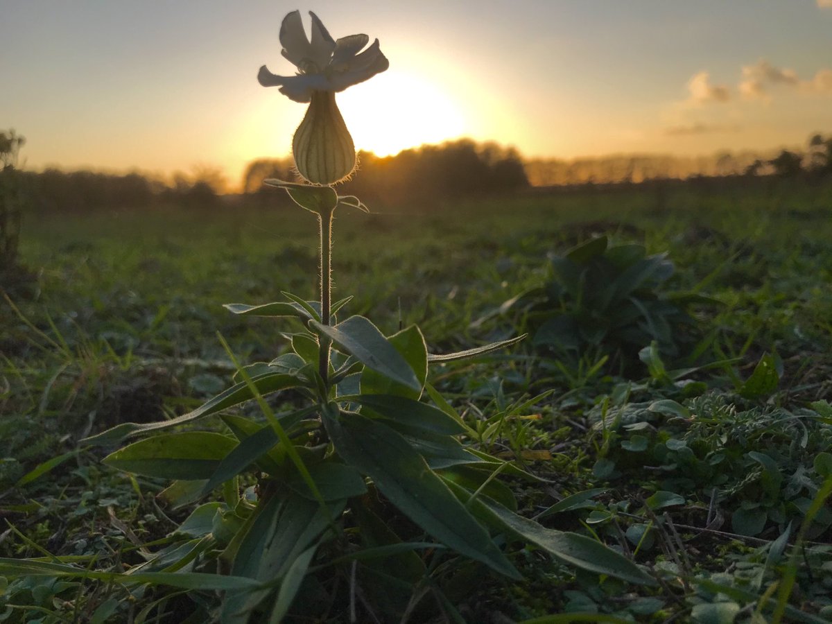 RAMvandenHeuvel's tweet photo. Bloeiende avondkoekoeksbloem bij ondergaande zon op de Maashorst. https://t.co/cvUN7Gz1Jm