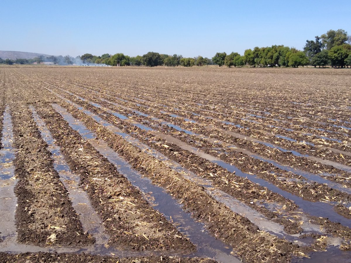 chelyds22's tweet photo. Es importante conocer el volúmen de agua que se aplica al momento de realizar el riego, por medio de un aforo, mismo que nos permite conocer la eficiencia de conducción, con el que cuenta el sistema. Por un uso eficiente del agua @MUAC_GTO @SDAyR_GTO https://t.co/zuS9LcrBHY