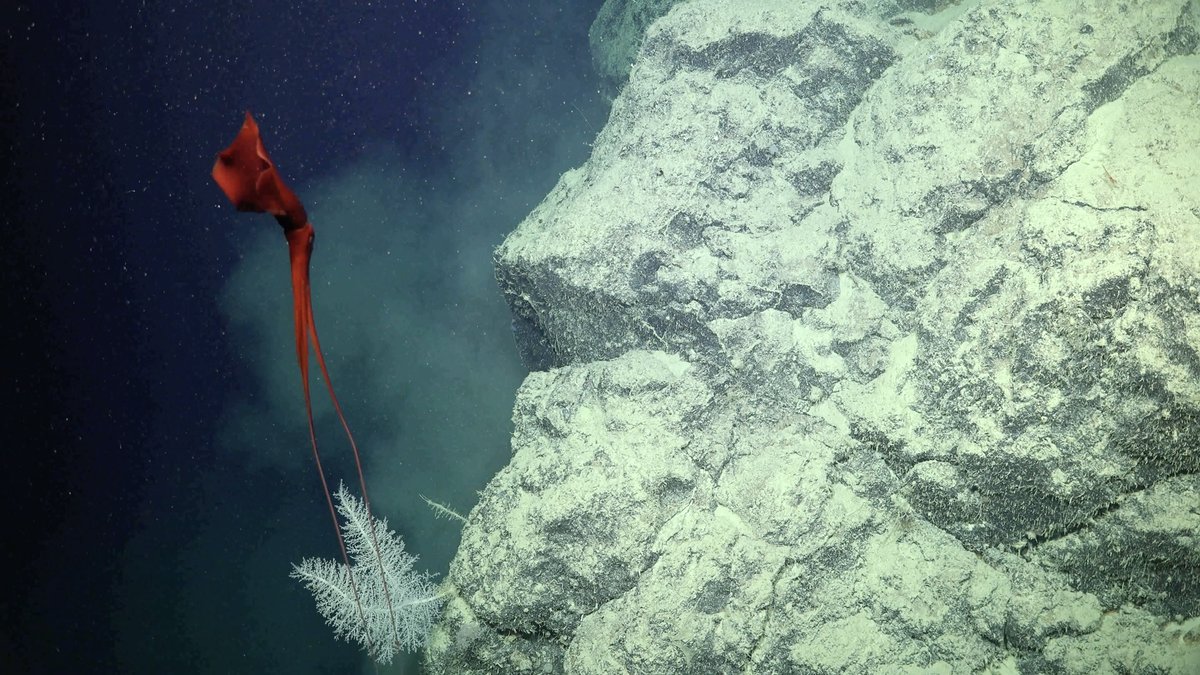 SchmidtOcean's tweet image. Our first thought was that this was a Magnapinna (Bigfin squid). However, looking at the still imagery it appears much more like a Mastigoteuthidae, also known as Whip-Lash squid. Any experts what to weigh in? Seen during #EdgeGBR expedition.