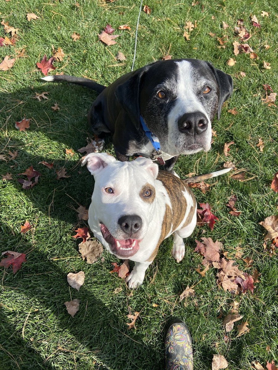 kimramirez84's tweet photo. How has he gotten so big in just 4 months?? But seriously look at how cute these two besties are 🥰 https://t.co/fHCmQJPYpP