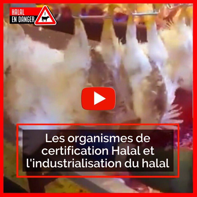 halalendanger's tweet photo. 🔺 ENQUÊTE 🔺

Dans cette seconde vidéo, on vous balaie rapidement comment TOUS les organismes de certification #halal menacent, par leurs pratiques, le halal originel.

La vidéo ici : https://t.co/qKlbTlXOBa

📣 Partagez cette vidéo au plus grand nombre 📣 https://t.co/ns4kQUfFNr