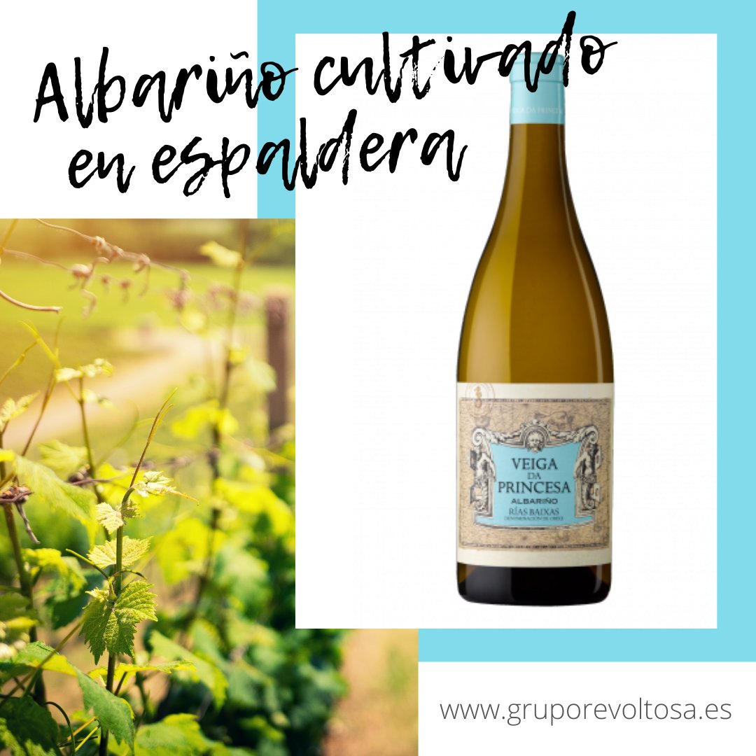 ☝️ El “Veiga da Princesa”, D.O. Rías Baixas. se cultiva en espaldera, extendiendo las ramas de la vid sobre una estructura de metal, de forma que crece en el sentido del alambre.
gruporevoltosa.es/producto/d-o-r…

#vino #vinoteca #albariño #vinoespañol #riasbaixas #apoyacomerciolocal