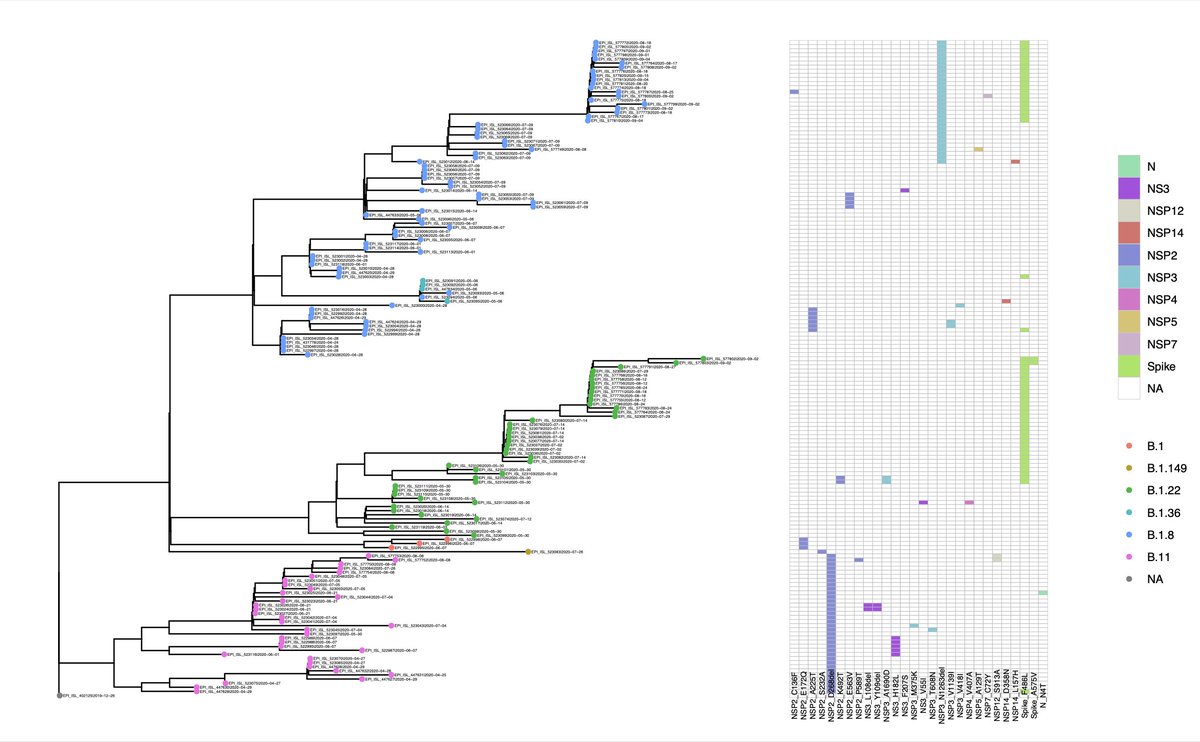 My colleague and close collaborator  @LucyvanDorp has previously identified  #SARSCoV2 mutations occurring repeatedly in minks, which may be involved in increased transmission in carnivore hosts. Those include one in the Spike protein. 3/