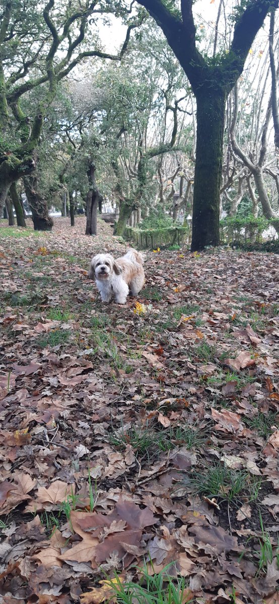 oscarsant1ago's tweet photo. 🎼🎵🎶Vivamos nuestra historia. Parece que el destino nos ha juntado a posta.
Tu mirada inunda mi mente 🎶🎵
🖤 #Leo🐾 #EquipoDe3 https://t.co/3UEROk7Fkz