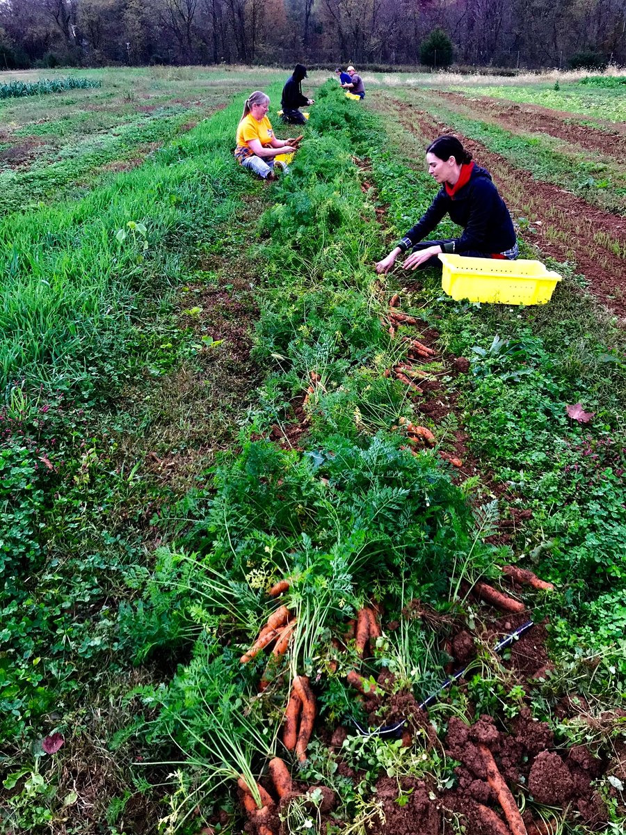 redwigglerfarm's tweet photo. It’s #VeggieWednesday &amp; today, it’s all about carrots! Carrots are a root vegetable &amp; the second most popular vegetable behind potatoes. Check out our blog to learn more about carrots: https://t.co/W4epVFIwfE
.
#Carrots #CSA #SocialCareFarming https://t.co/U3egefVEq3