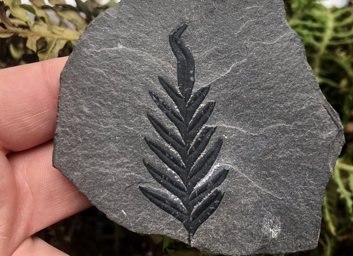 Alethopteris is my favourite 