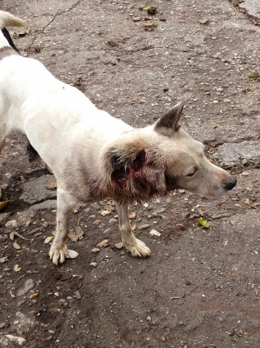 PerroUsuario's tweet photo. #AYUDAAA #URGENTE para este angelito RT @jherrera1800:  
Lleve todo para curarlo y me ha llegado a los pies, que dooloor, ese perro está en muy maaalas condiciones, hay que resguardarlo y hacerle varias curas. Está poodridooo, yo no puedo!!! https://t.co/Xv6AlOckhT