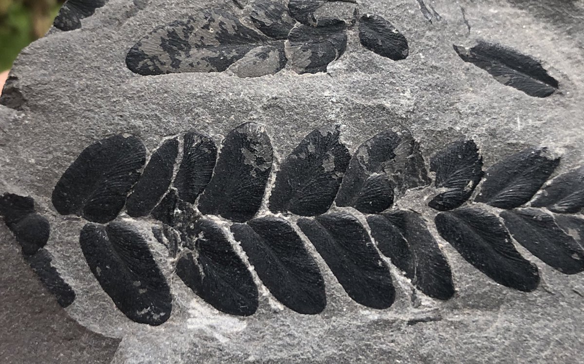 Neuropteris sp. also upper Carboniferous (coal measures), Fife 