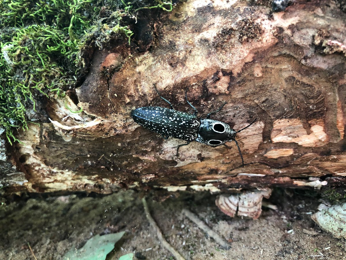 Endangered Species Protection Network tweet media