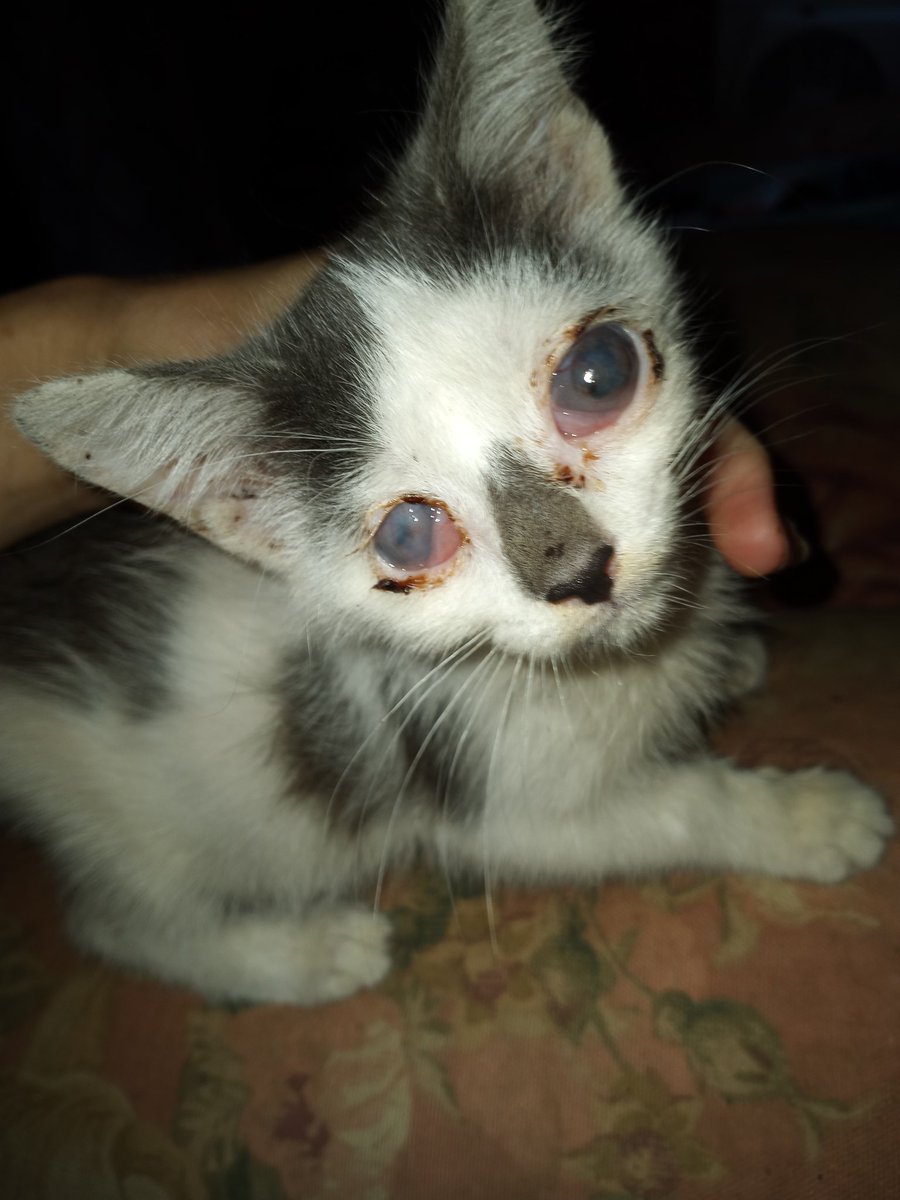 Nuggettheblind1's tweet photo. My mommy found me and my 2 siblings alone and on the wet ground, all of us had a bad eye infection the vet was able to help my siblings but he said that my eyes had already ruptured, I'm in no pain but they'll have to be removed, so here are pic of my eyes, the now and before https://t.co/cmcxYiqUO0