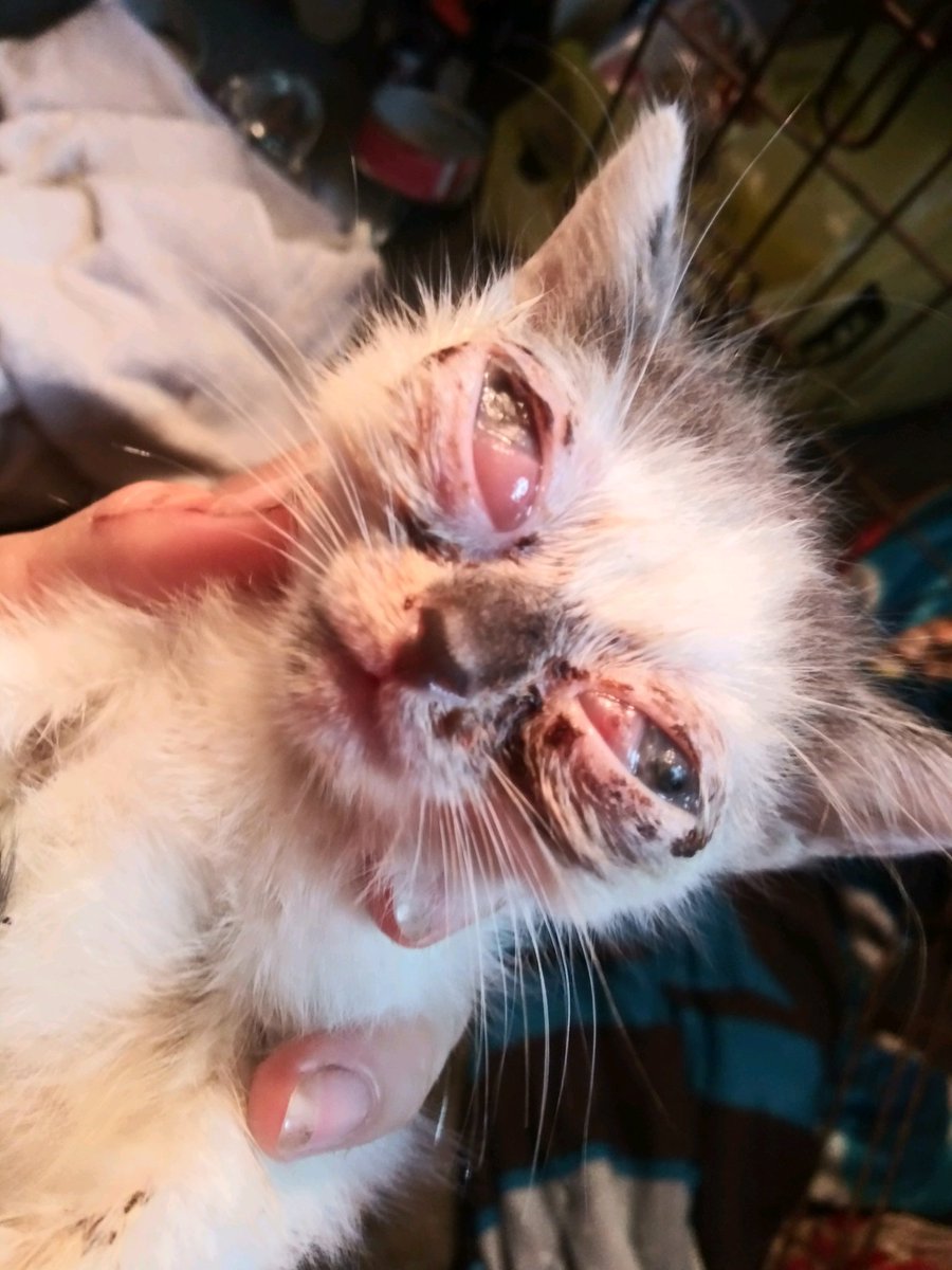 Nuggettheblind1's tweet photo. My mommy found me and my 2 siblings alone and on the wet ground, all of us had a bad eye infection the vet was able to help my siblings but he said that my eyes had already ruptured, I'm in no pain but they'll have to be removed, so here are pic of my eyes, the now and before https://t.co/cmcxYiqUO0
