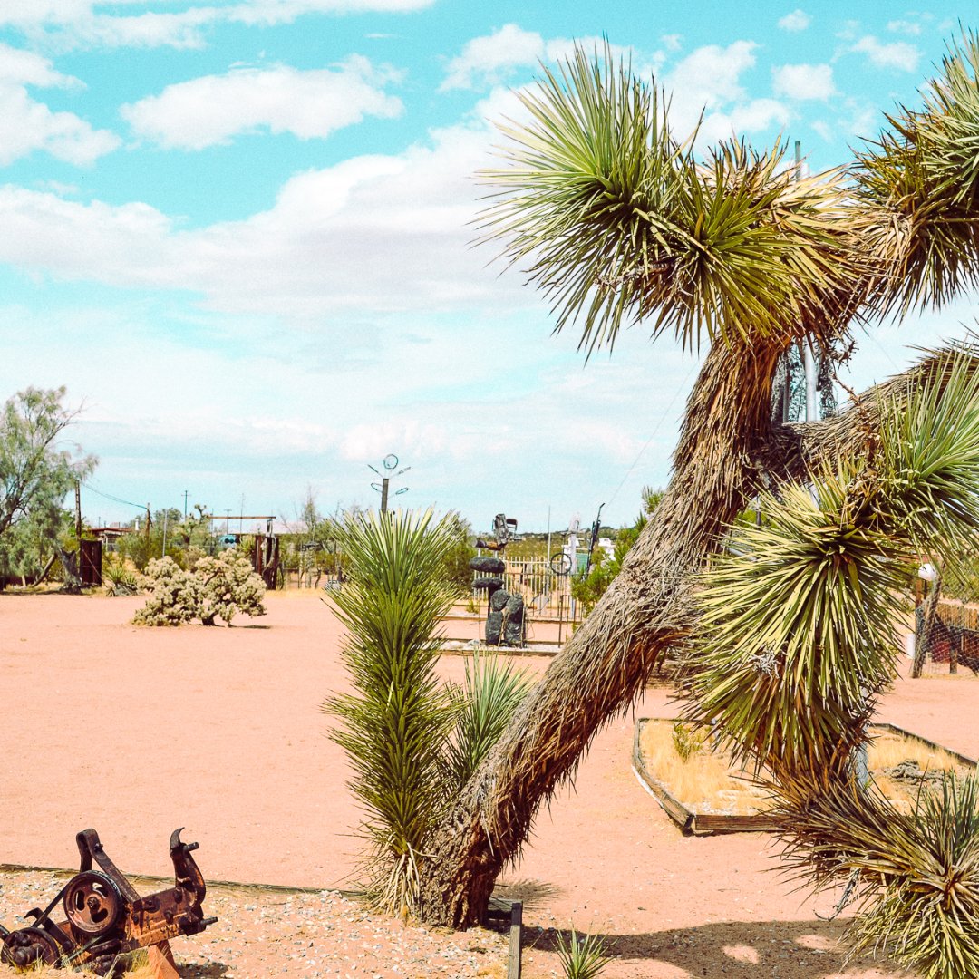 The Secret Tours - Joshua Tree tweet media