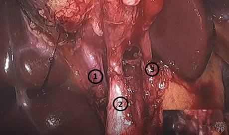 Mayo Clinic Surgical Education tweet media