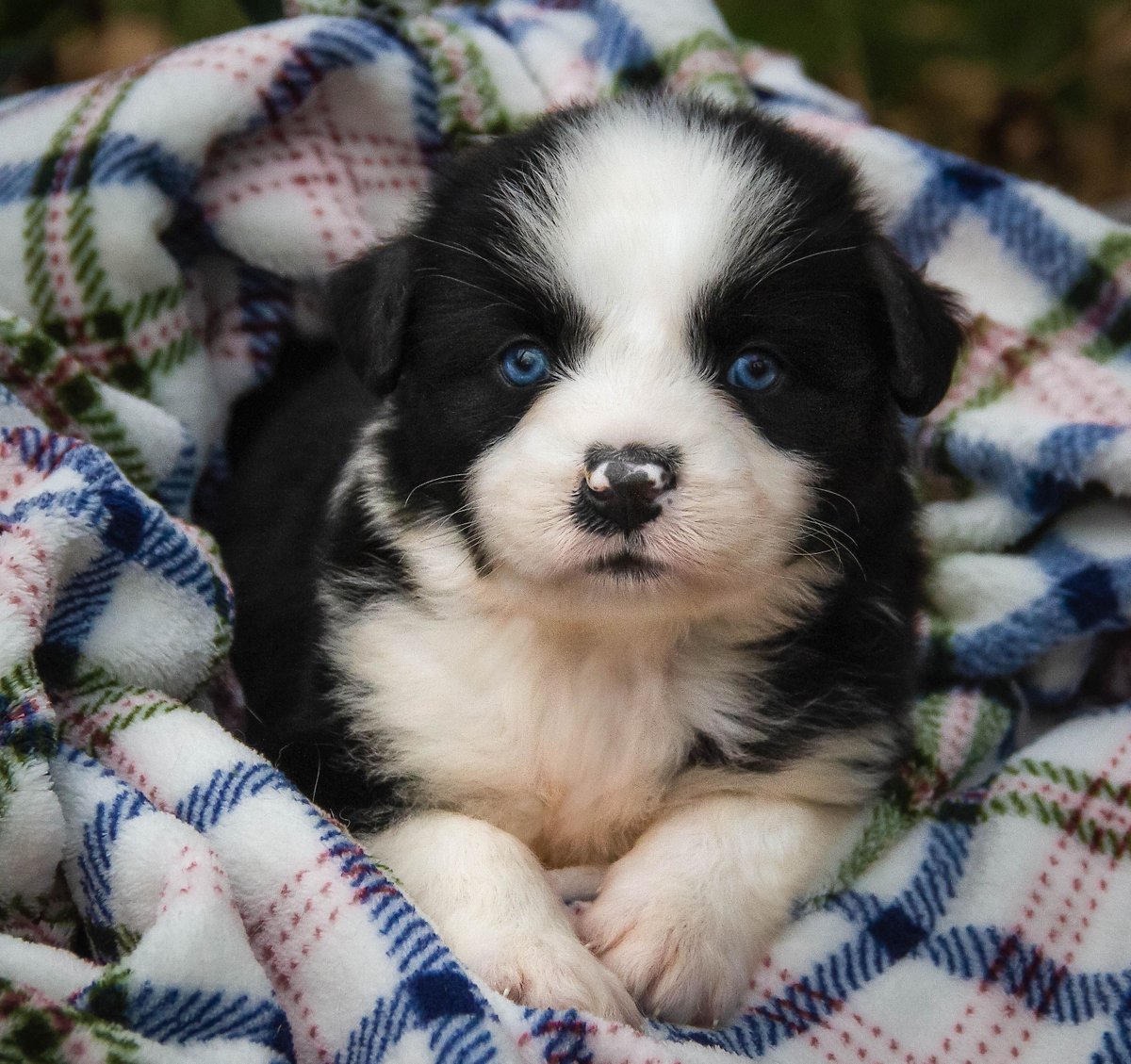 big fluffy puppies