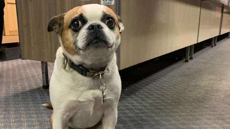 We're looking for pet-friendly businesses &amp; recommendations in Downtown Calgary!

• Businesses that cater to pets
• Places that welcome pets inside with their owners
• Pet-friendly office towers
• Great areas for walks
We want to hear them all!

Let us know your favourites!