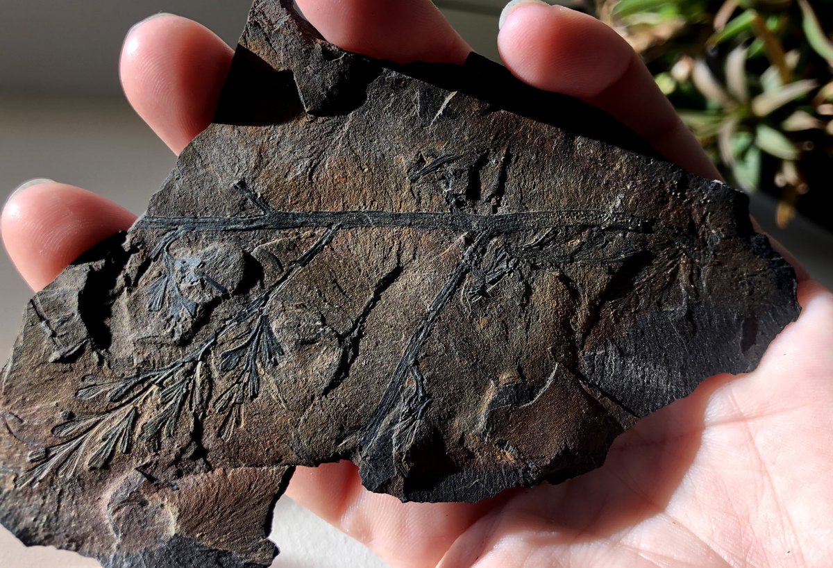 And a wee Sphenopteris .sp, from near Burntisland 