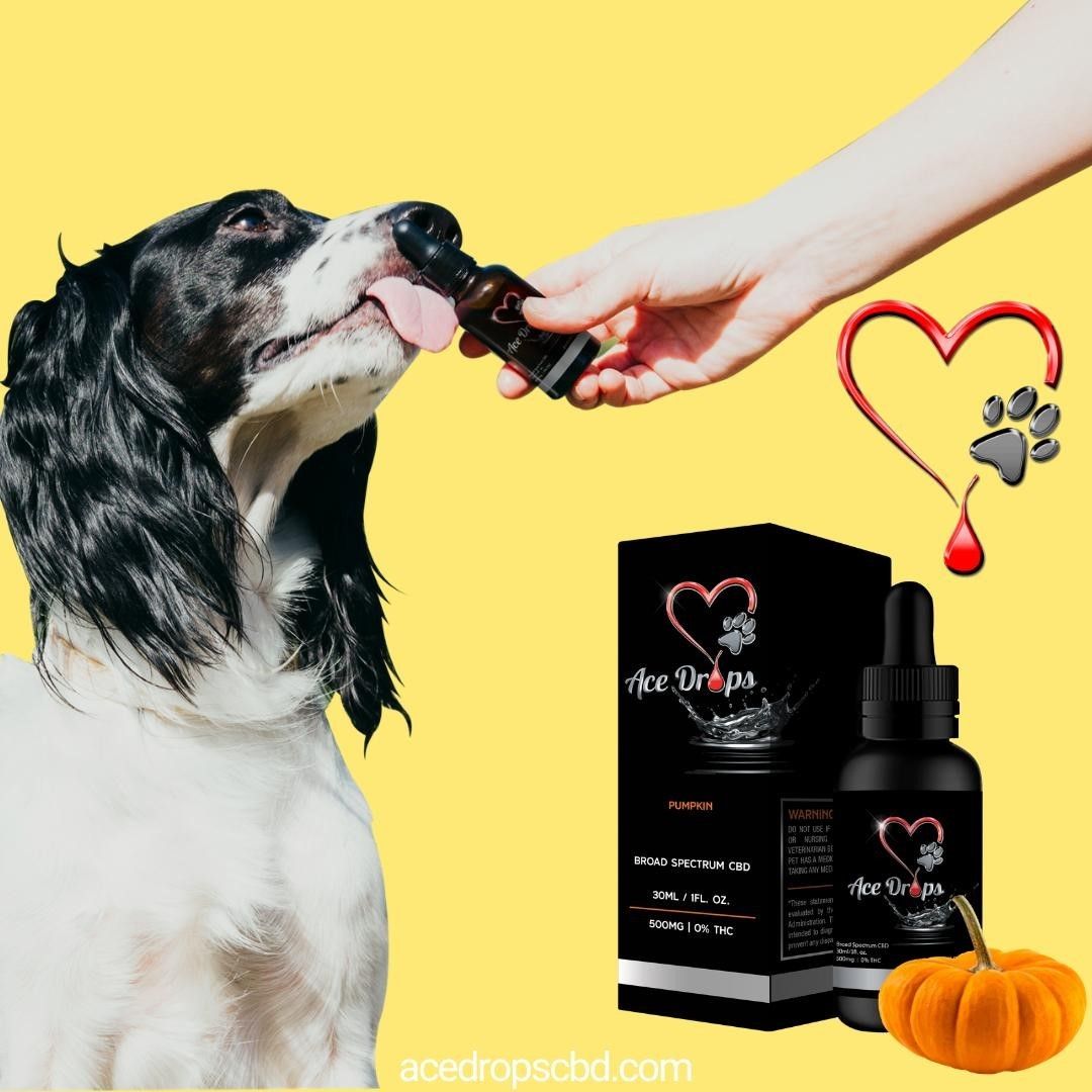 AceDropsCBD's tweet photo. Your furry friend can benefit from CBD as well. Check out our delicious dog approved flavors.
#AceDrops #CBDOil #BroadSpectrumCBD #Mint #Berry #Lemonade #Pumpkin #PeanutButter #CBDForPets #PetCBD #PetCBDOil #CBDProducts #CBDWellness #CBDLife #CBDBenefits #CBDStore #CBDOilforSale https://t.co/lMaR7W3rB6