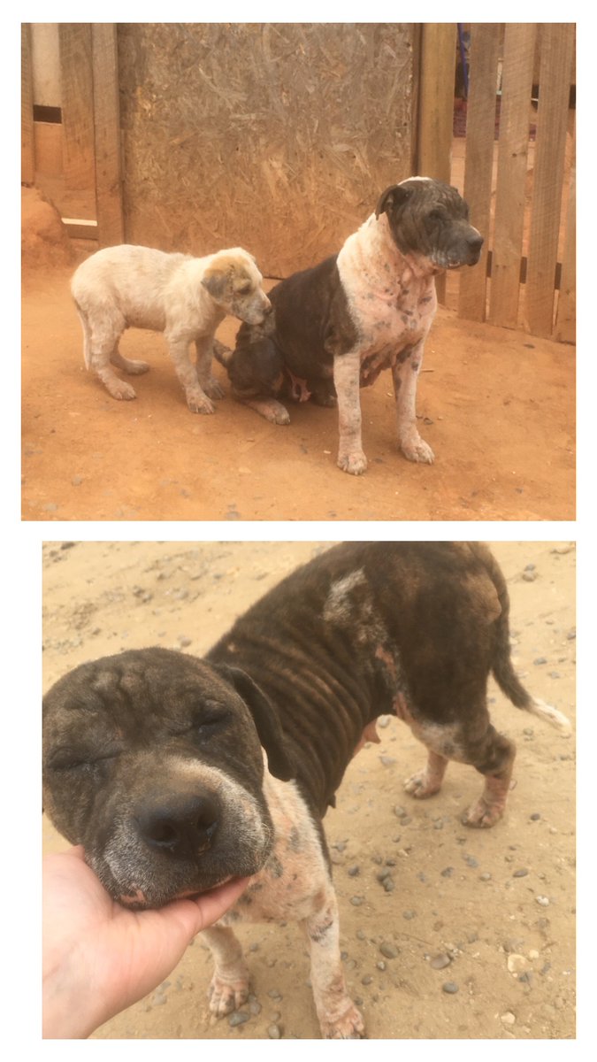 uppac2's tweet photo. AMIGOS NECESITAMOS COMPRAR LA MAYOR CANTIDAD DE SIMPARICAS, SIEMPRE Q VAMOS A FORESTAL NOS ENCONTRAMOS CON PERRITOS/AS YA SEA CON SARNA O LLENOS DE GARRAPATAS
NOS AYUDAS A SACAR ADELANTE A ESTOS PEQUEÑOS ?

CTA RUT
18.038.407-3
PAMELA AGUILAR 
UPPACGLORIASNAVALES@GMAIL.COM https://t.co/4inggWVGMx