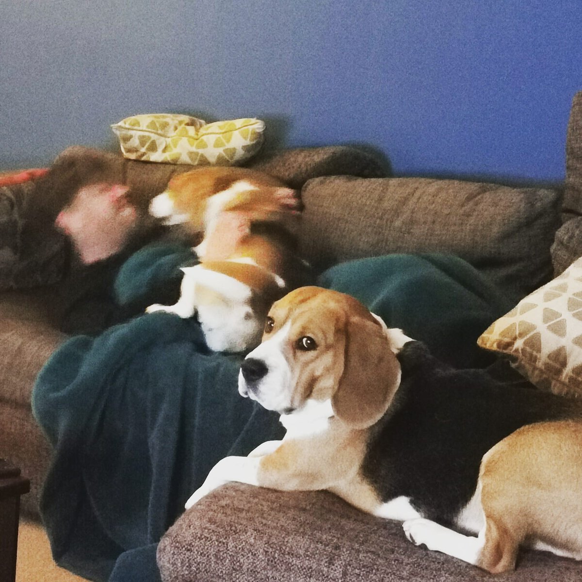 PabloOfGlasgow's tweet photo. Hooman. Will you tell them to behave ffs!!
#beagle #beaglepuppy #beaglesofglasgow #houndsofglasgow #hounddog #dogsofglasgow #familypack #playtime https://t.co/1cqWQKOBt3