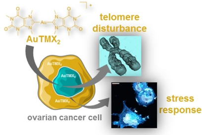 Chemistry (@chemeurj) on Twitter photo An organometallic gold(I) bis-N-heterocyclic carbene complex with multimodal activity in ovarian cancer cells <a href="/TU_Muenchen/">TU München</a> <a href="/univienna/">UniversitƤt Wien</a> <a href="/MedUni_Wien/">MedUni Wien</a> @MedBioinorgChem onlinelibrary.wiley.com/doi/10.1002/ch⦠An organometallic gold(I) bis-N-heterocyclic carbene complex with multimodal activity in ovarian cancer cells <a href="/TU_Muenchen/">TU München</a> <a href="/univienna/">UniversitƤt Wien</a> <a href="/MedUni_Wien/">MedUni Wien</a> @MedBioinorgChem onlinelibrary.wiley.com/doi/10.1002/chā¦