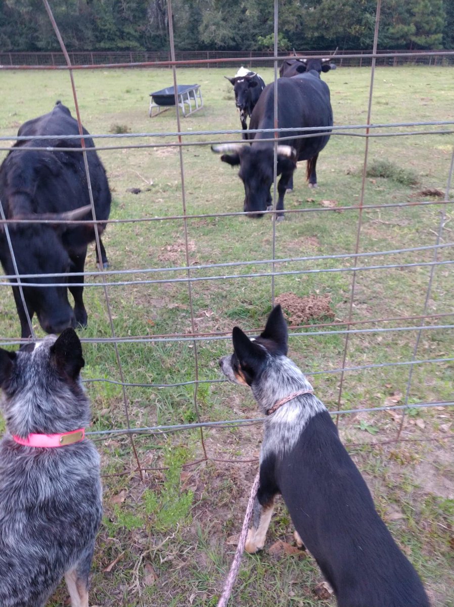 Kid is a 6 month old Texas Heeler looking for a place to call home! 

#furrytalesanimalrescue #adoptme #heeler #cattledog #needahome